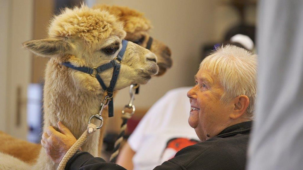 Altenheim Berlin Alpaka Besuch