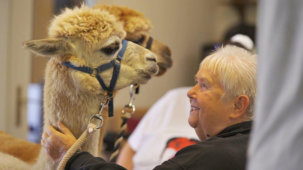 Altenheim Berlin Alpaka Besuch