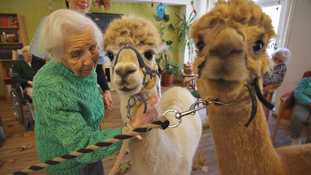 Tierfreundliches Seniorenheim Berlin